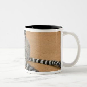 Ring-tailed Lemurs, (Lemur catta), Berenty Two-Tone Coffee Mug