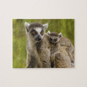 Ring-tailed lemurs (Lemur catta) Mother & baby. Jigsaw Puzzle