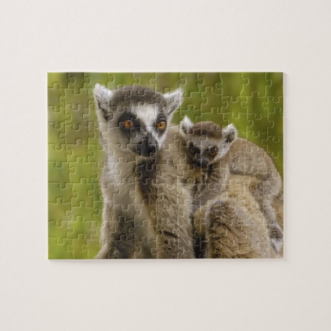 Ring-tailed lemurs (Lemur catta) Mother & baby. Jigsaw Puzzle (Horizontal)
