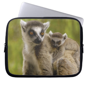 Ring-tailed lemurs (Lemur catta) Mother & baby. Laptop Sleeve