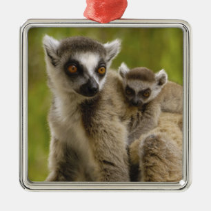 Ring-tailed lemurs (Lemur catta) Mother & baby. Metal Tree Decoration