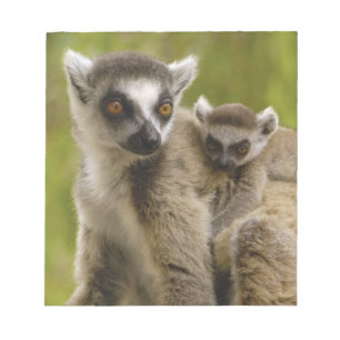 Ring-tailed lemurs (Lemur catta) Mother & baby. Notepad