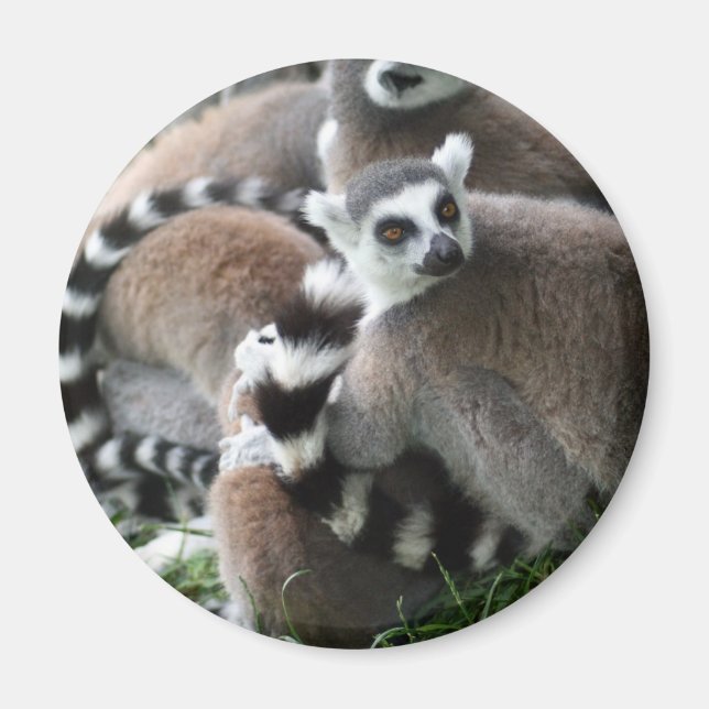 Ring Tailed Lemurs Magnet (Front)