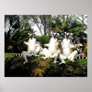 Ring tailed lemurs warming up in spring poster