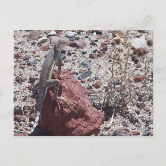 ring tailed lizard postcard (Front)