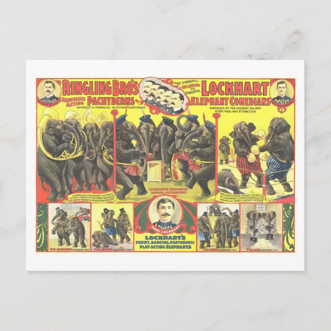 Ringling Bros. Elephant Comedians Circus Ad Postcard (Front)