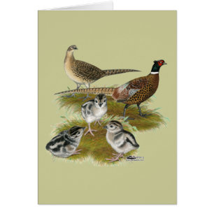 Ringneck Pheasant Family