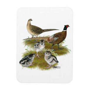 Ringneck Pheasant Family Magnet