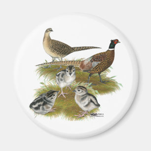Ringneck Pheasant Family Magnet