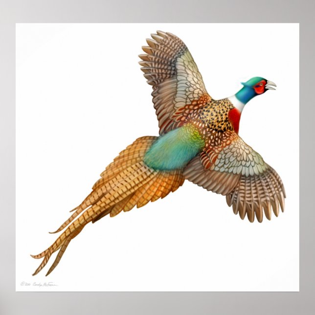 Ringneck Pheasant in Flight Print (Front)