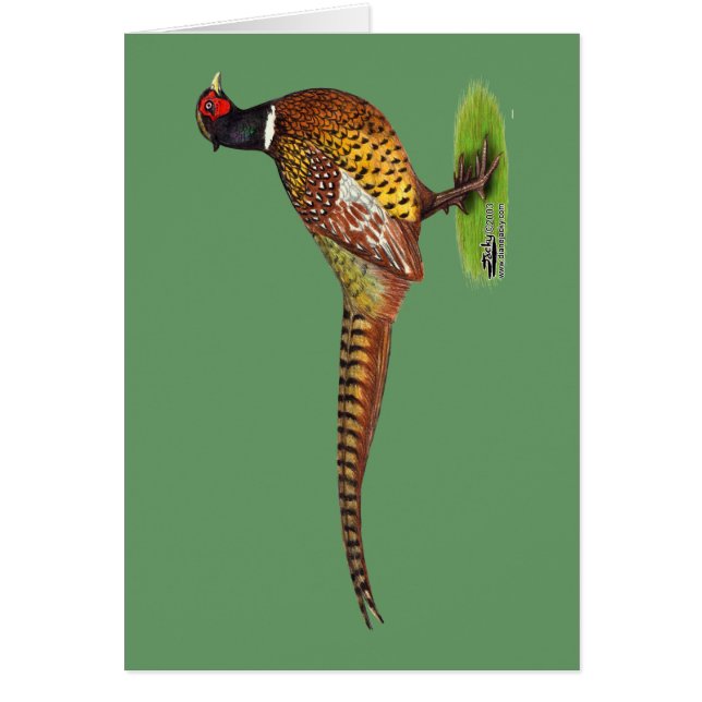 Ringneck Pheasant Rooster (Front)