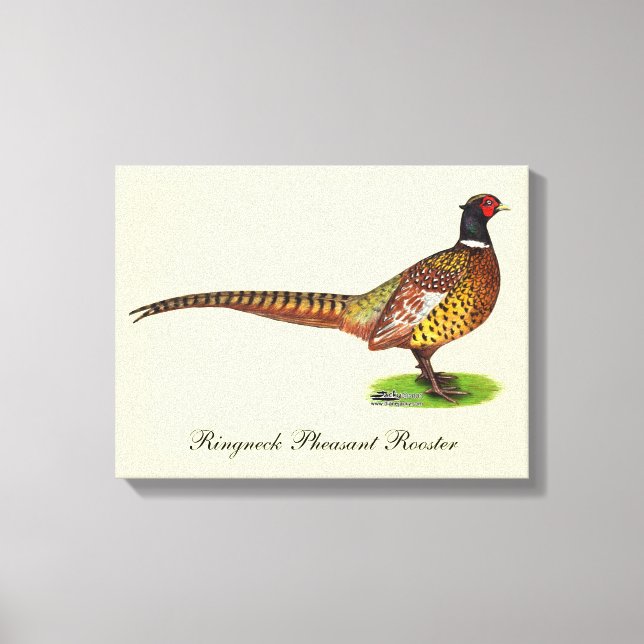 Ringneck Pheasant Rooster Canvas Print (Front)