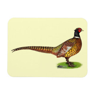 Ringneck Pheasant Rooster Magnet