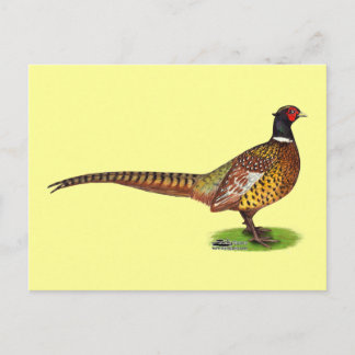 Ringneck Pheasant Rooster Postcard