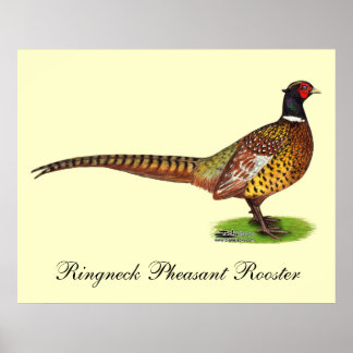 Ringneck Pheasant Rooster Poster