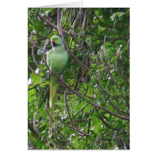 Ringnecked Parakeet