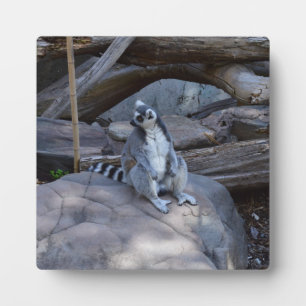 Ringtail Possum Foreman At Work, Plaque
