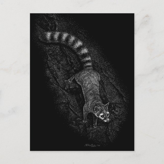Ringtail Postcard (Front)