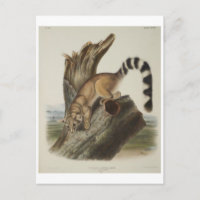Ringtail Postcard