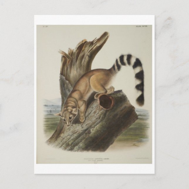 Ringtail Postcard (Front)