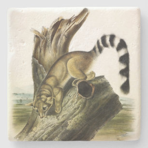 Ringtail (Ring-tailed Bassaris, Ringtailed Cat) Stone Coaster