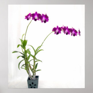 Rinnapa Dendrobium Orchid Plant Poster