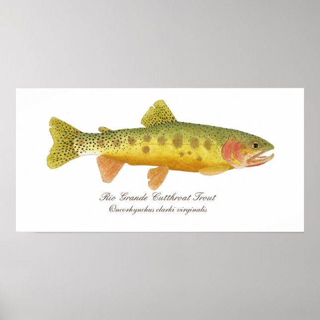 Rio Grande Cutthroat Trout Art Poster (Front)