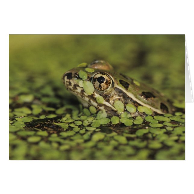 Rio Grande Leopard Frog, Rana berlandieri, (Front Horizontal)
