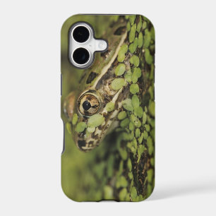 Rio Grande Leopard Frog, Rana berlandieri,