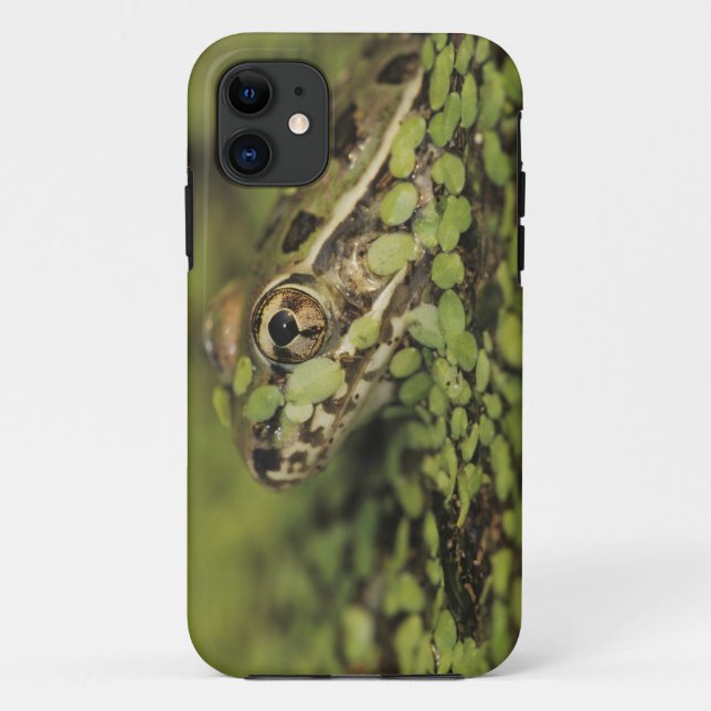 Rio Grande Leopard Frog, Rana berlandieri, Case-Mate iPhone Case (Back)