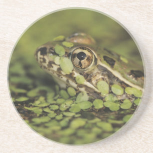 Rio Grande Leopard Frog, Rana berlandieri, Coaster