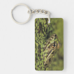 Rio Grande Leopard Frog, Rana berlandieri, Key Ring