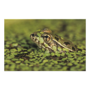 Rio Grande Leopard Frog, Rana berlandieri, Photo Print