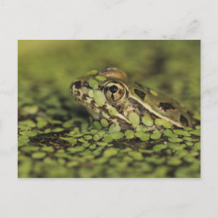 Rio Grande Leopard Frog, Rana berlandieri, Postcard