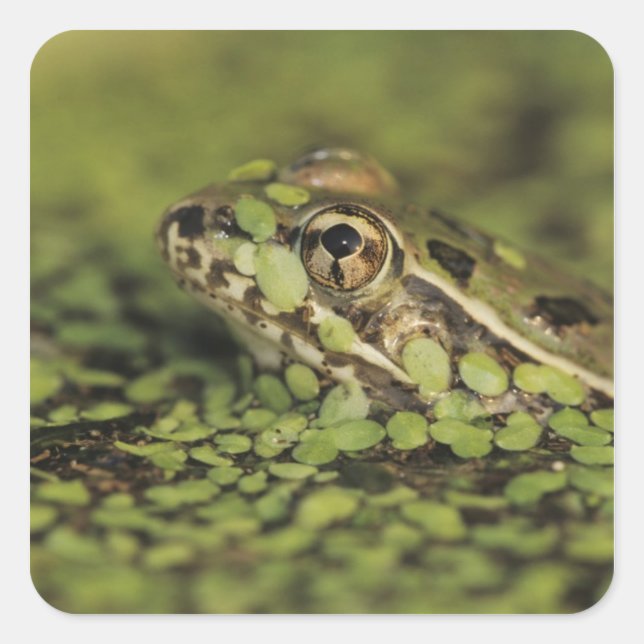 Rio Grande Leopard Frog, Rana berlandieri, Square Sticker (Front)