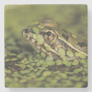 Rio Grande Leopard Frog, Rana berlandieri, Stone Coaster