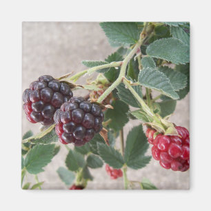 Ripe Blackberries Magnet