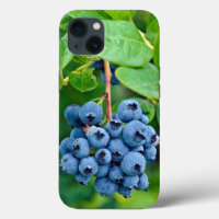 Ripe Blueberries On Bush