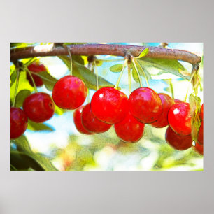 Ripe Cherries Poster