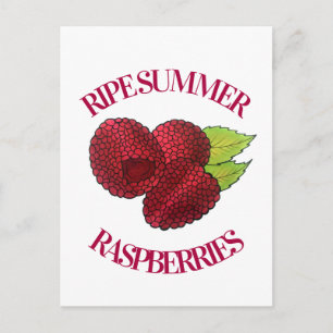 Ripe Fresh Summer Red Raspberries Fruit Berry Postcard