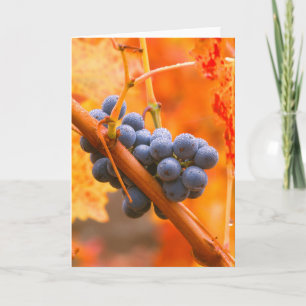 Ripe Grape In Vineyard Card