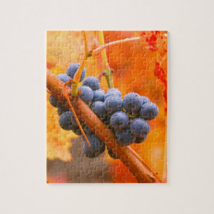 Ripe Grape In Vineyard Jigsaw Puzzle