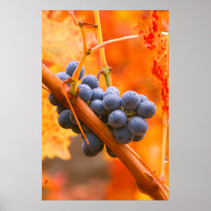 Ripe Grape In Vineyard Poster