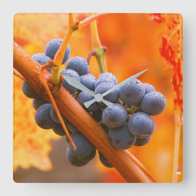 Ripe Grape In Vineyard Square Wall Clock (Front)