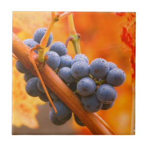 Ripe Grape In Vineyard Tile