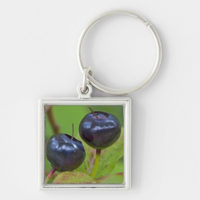 Ripe huckleberries in the Flathead National 2 Key Ring (Front)
