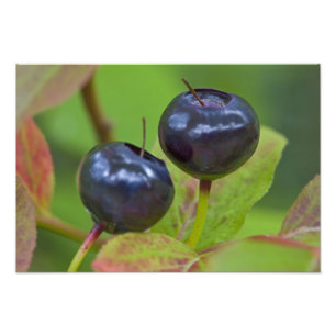 Ripe huckleberries in the Flathead National 2 Photo Print