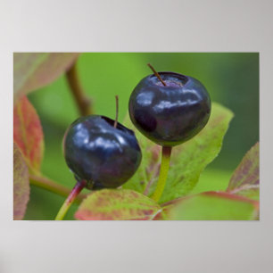Ripe huckleberries in the Flathead National 2 Poster