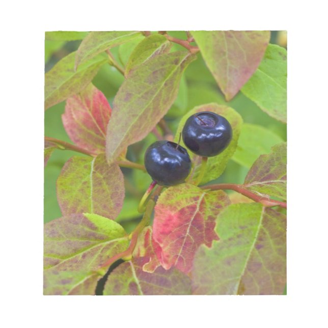 Ripe huckleberries in the Flathead National Notepad (Front)
