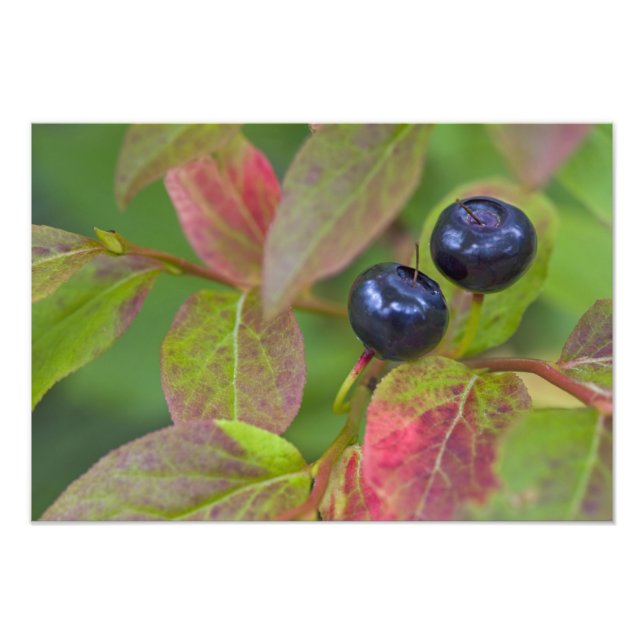 Ripe huckleberries in the Flathead National Photo Print (Front)